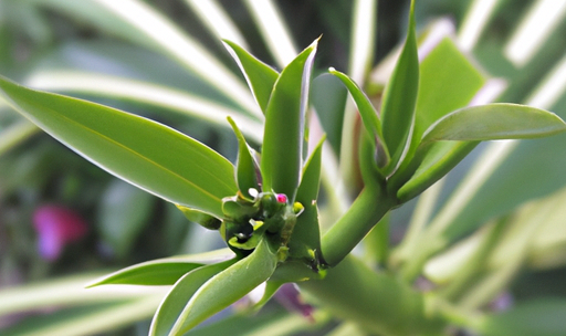 CBD Dråber til Hunde: En Naturlig Løsning til dit Kæledyrs Velvære